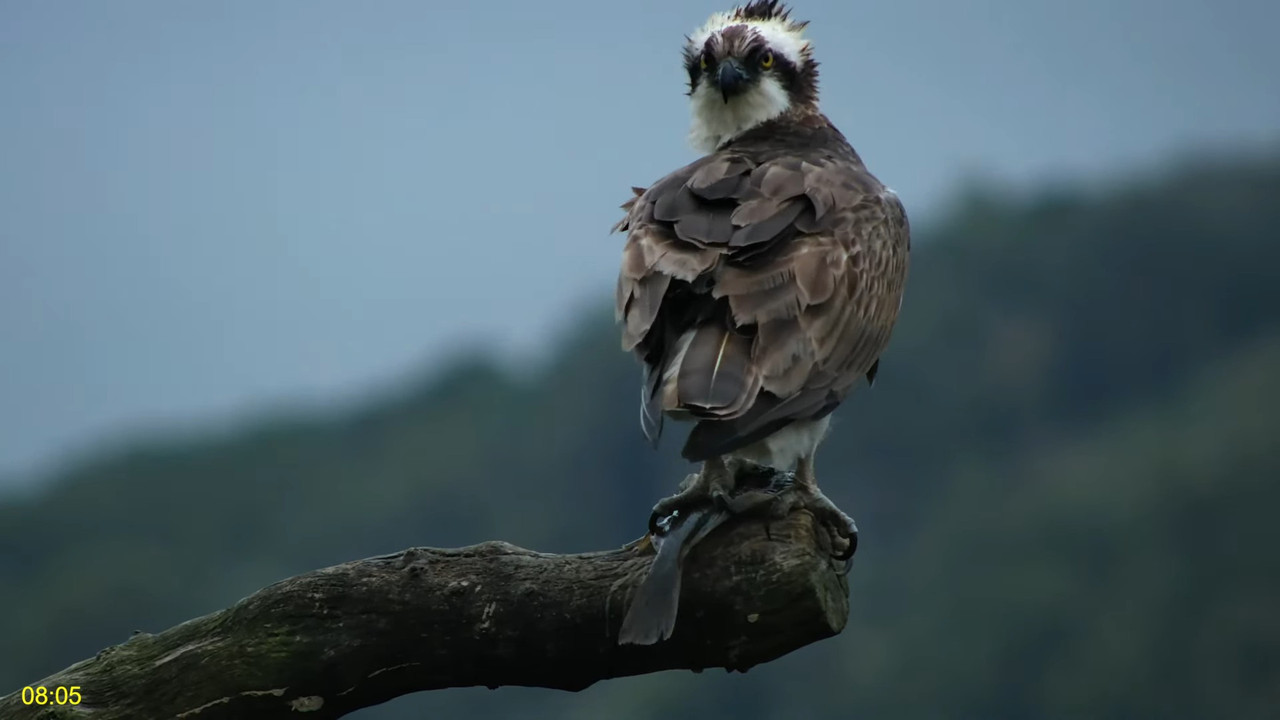 🦅 Dyfi Osprey projekts (VELSA)_ 2024. GADA TIEŠRAIDE 4K kvalitātē 🦅 11-8-4 screenshot