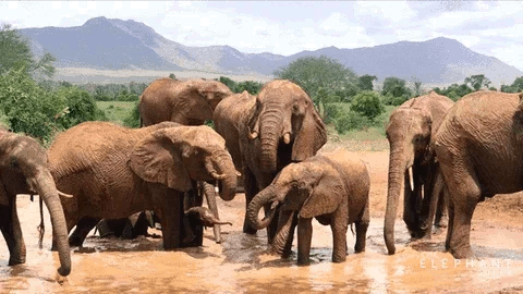elephant-day-2.gif