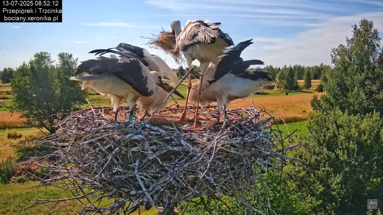 13072025bociany18