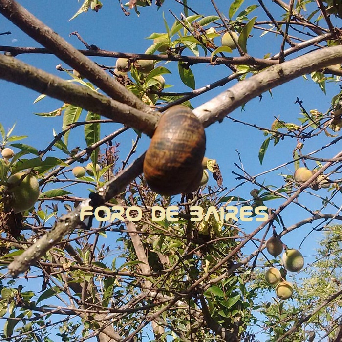 fotocaracol