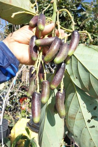 Avo Seedless Finger pic3 2 1 25