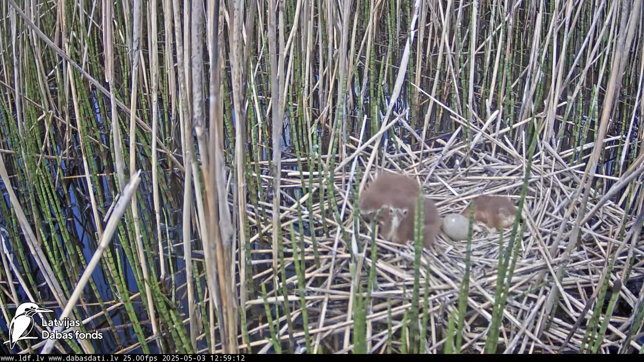 LDF Lielais dumpis (Botaurus stellaris) Zemītes pagastā 13-18-47 screenshot