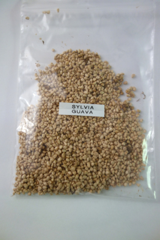 Sylvia Guava-Seeds-pic100