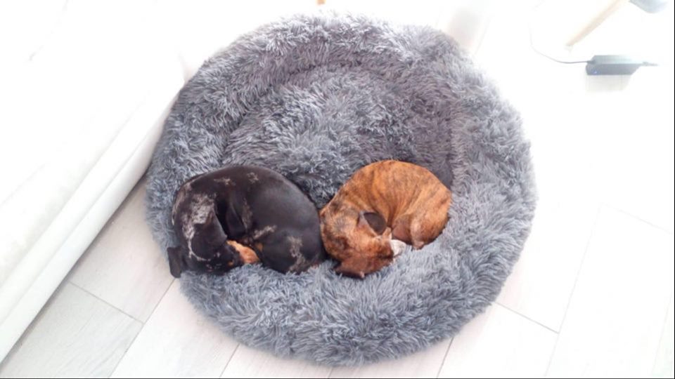 [Image: Folio-et-Jypsy-3.jpg]