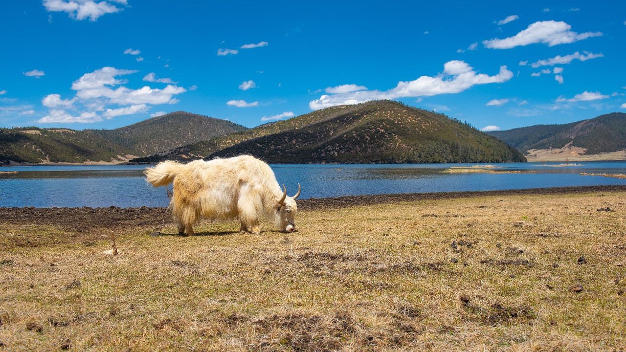 Yunnan 2019 - Blogs de China - Dia 8 - Shangrila, Monastery Songzanglin y Potatso National Park (18)