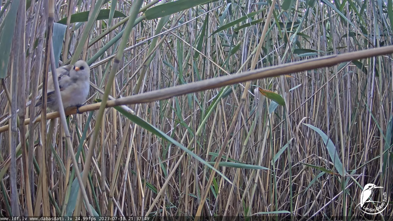 Lielais dumpis (Botaurus stellaris) Engurē - LDF tiešraide 11-38-23 screenshot
