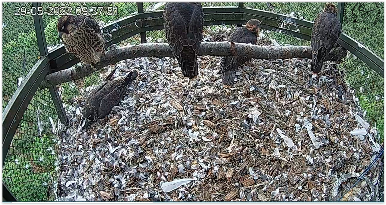 Screen Shot 05-29-22 at 09.38 AM 001