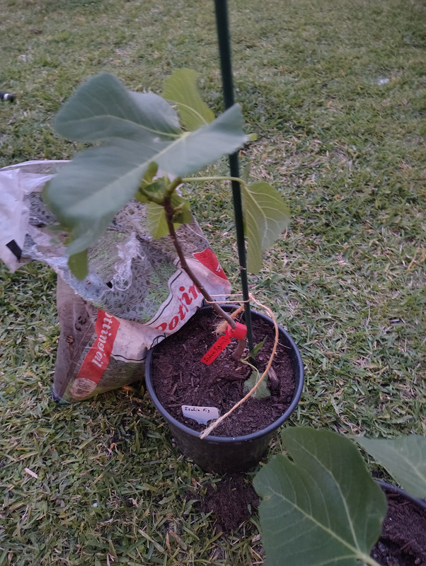 Fig leaning