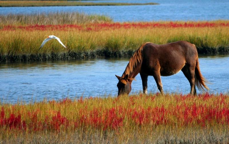 horse-wild-horse-marsh-pony-swamp-85681.jpg