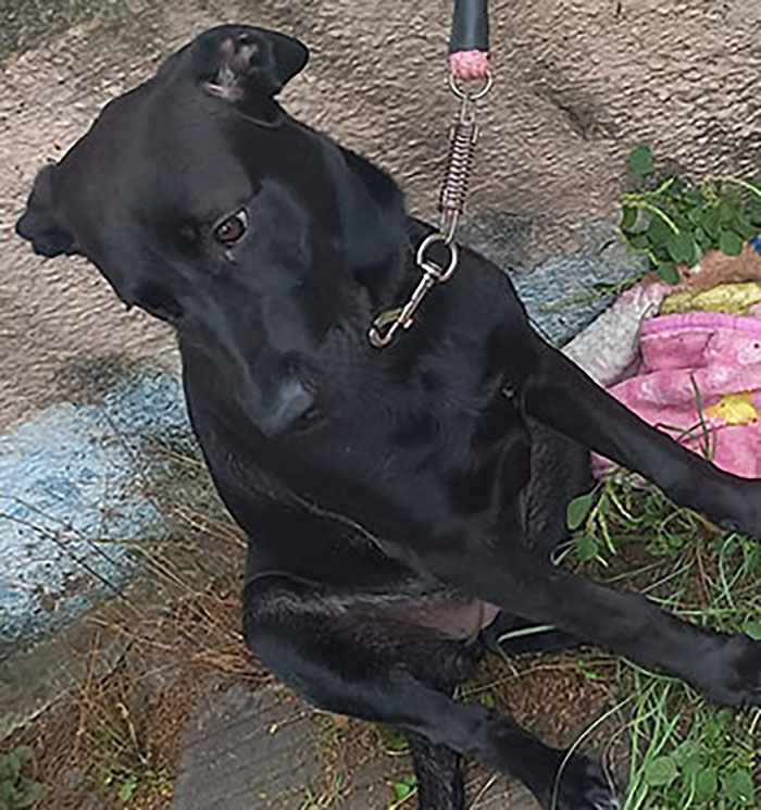 Abandonan perrita con nota y croquetitas, encontró una nueva familia