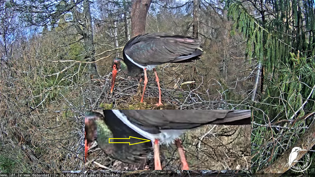 Melnais stārķis (Ciconia nigra) Siguldas novadā - LDF tiešraide 13-42-51 screenshot