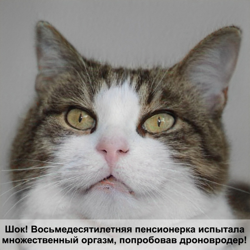 породы серых кошек с фото