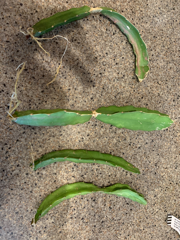 EDFA5019-0B16-4D68-9DF0-2279D42DCD2A