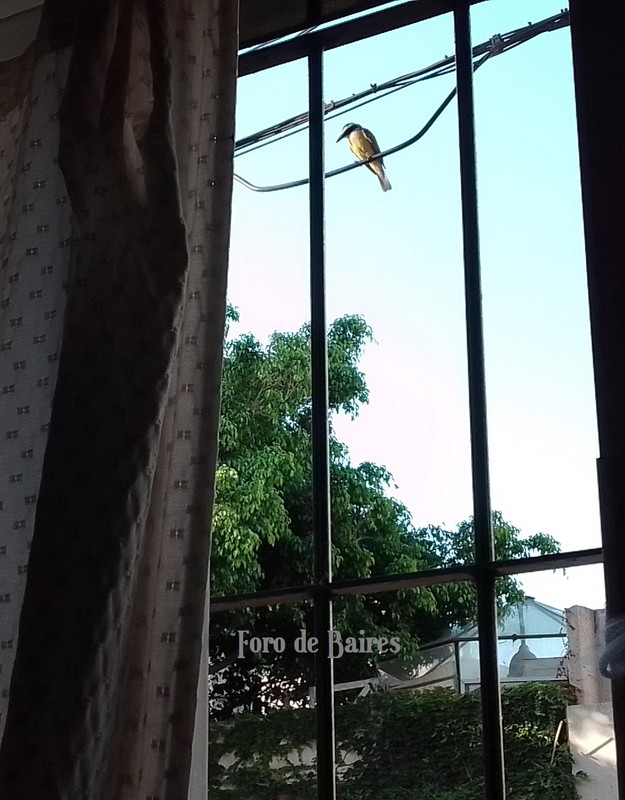 fotopajarito2