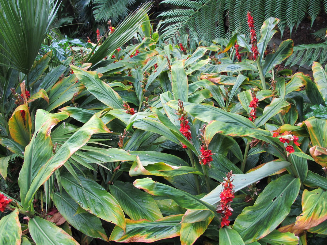 Hedychium