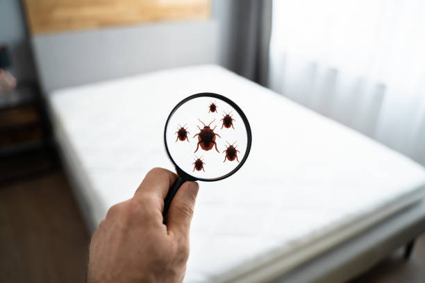 London Bed Bug Control