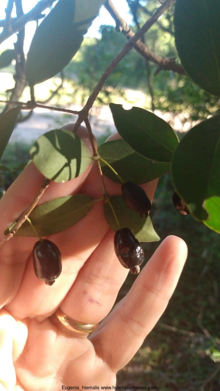 Huertasurbanas_com-IMG-20211024-WA0029.jpg-20211025_092016Eugenia_hiemalis