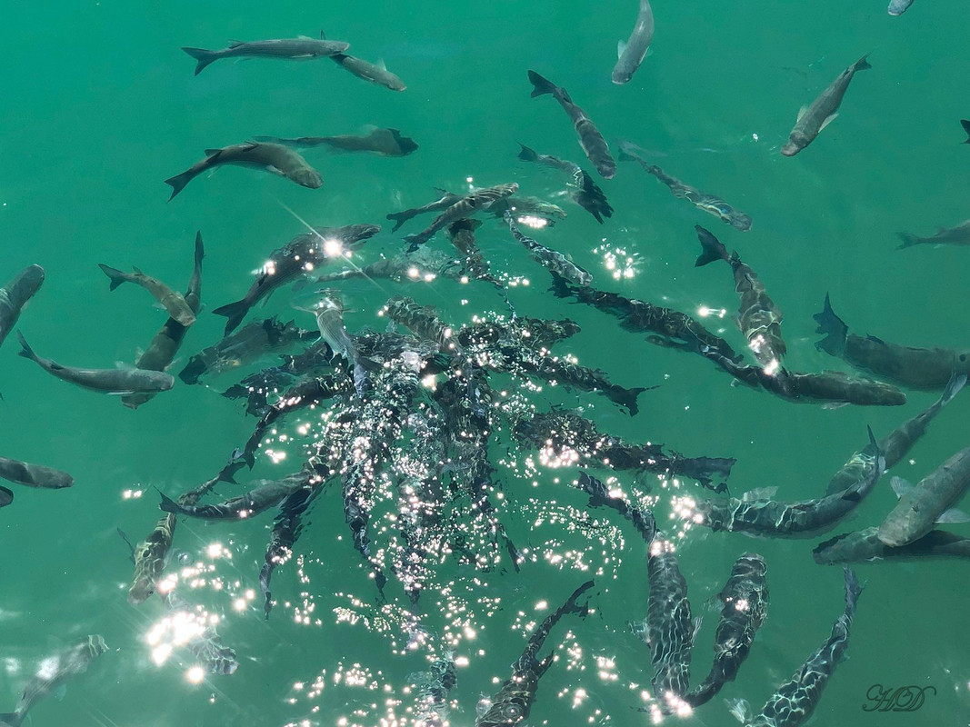 grey-mullet-Spain-HD.jpg