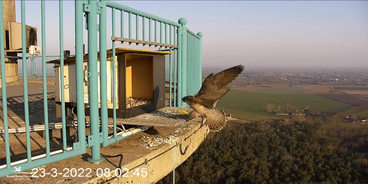 campics BDL 2022 va 20 maart 2022 ©VWGGemert/Vogelbescherming Nederland - Pagina 6 Video-2022-03-23-080450-Moment