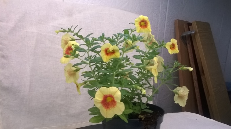 WP_20150426_16_13_39_Pro
