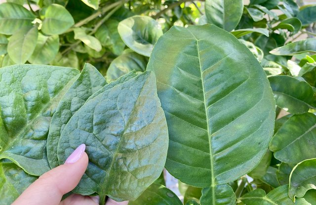 [Image: 50-C86292-CC7-E-4758-BE89-7-B15-EDA1-E3-AE.jpg]