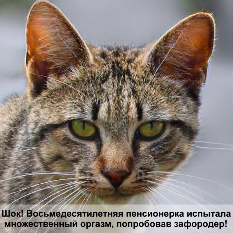 порода бесхвостых кошек