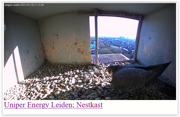 Screen Shot 01-26-25 at 11.09 AM 001