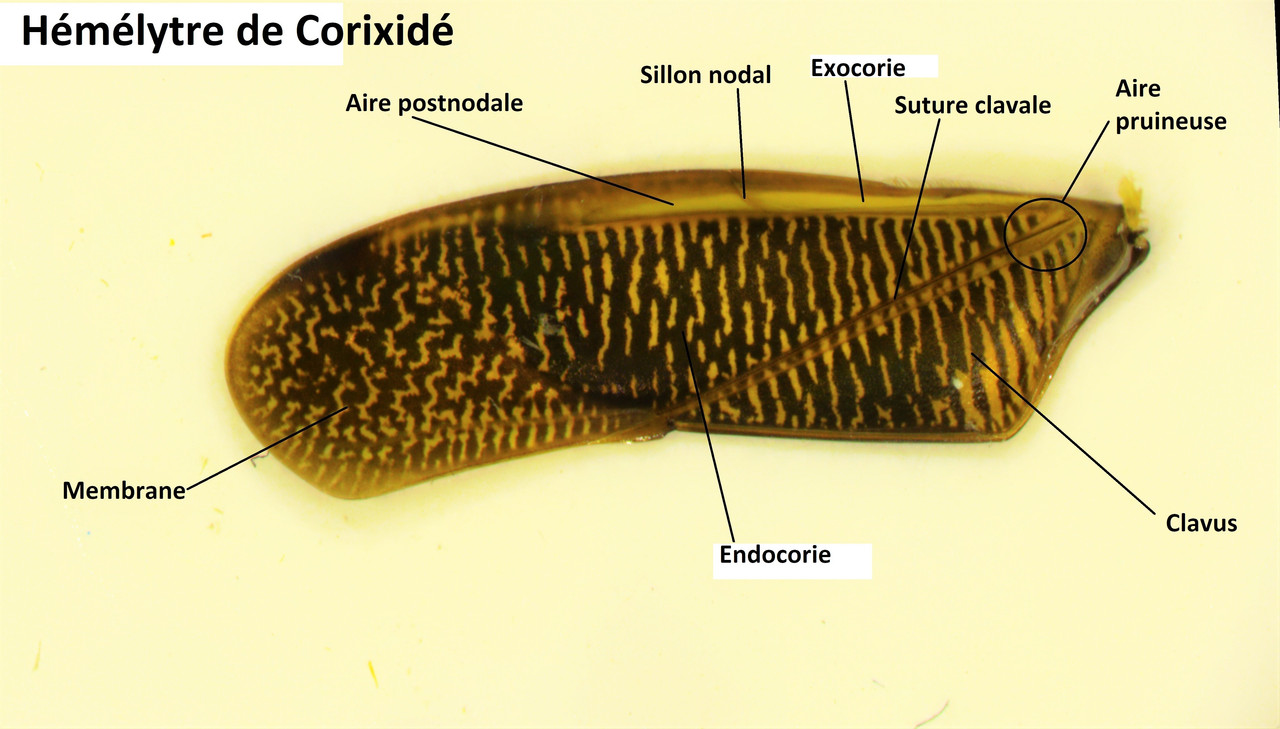 Aile antérieure Corixide
