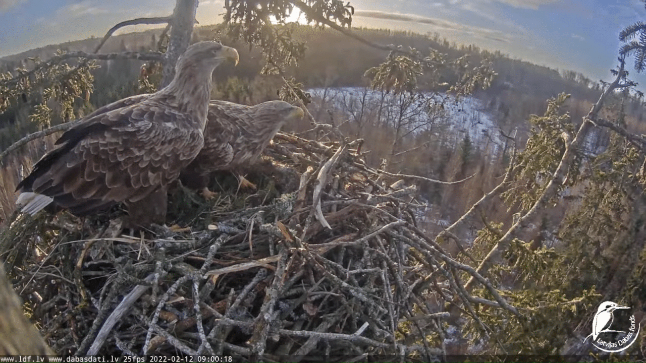 Webp.net-gifmaker (4)