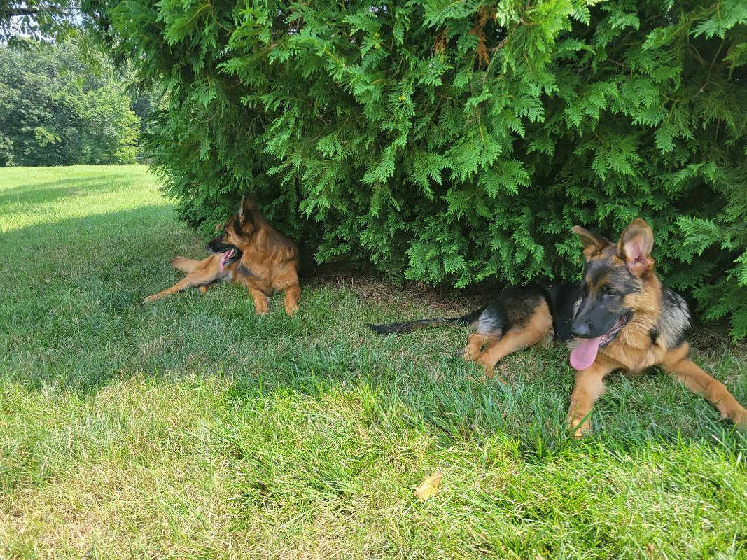 Callie & Koda 7-27-2024