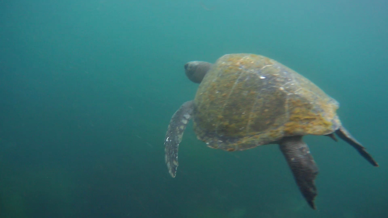 2020-0725-082028-003-1-00-07-02-983.png