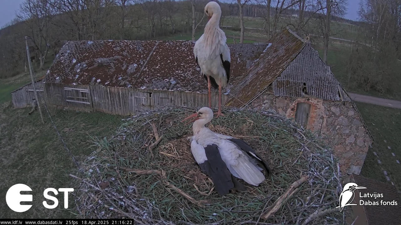 (28) Baltie stārķi (Ciconia ciconia) Tukuma novadā __ White storks in Tukums, Latvia - YouTube - 868