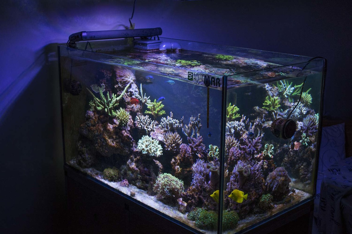 Reef_Acquarium@Gallizio_ (5 di 35)