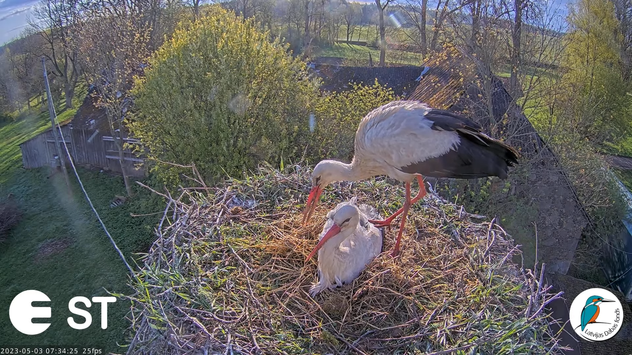 Baltie stārķi (Ciconia ciconia) Tukuma novadā - LDF tiešraide __ White storks in Tukums, Latvia 5-4-