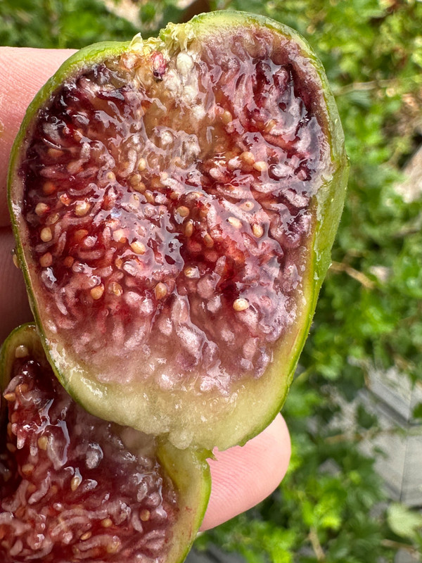 figs-85.jpg