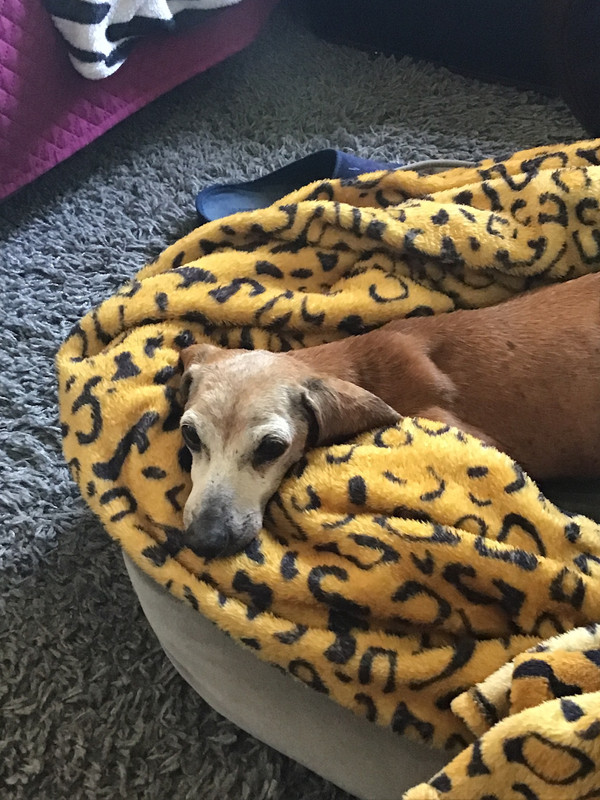 [Image: 4-A3-EF80-B-CA5-A-4483-BB95-FF7935-CC86-E7.jpg]