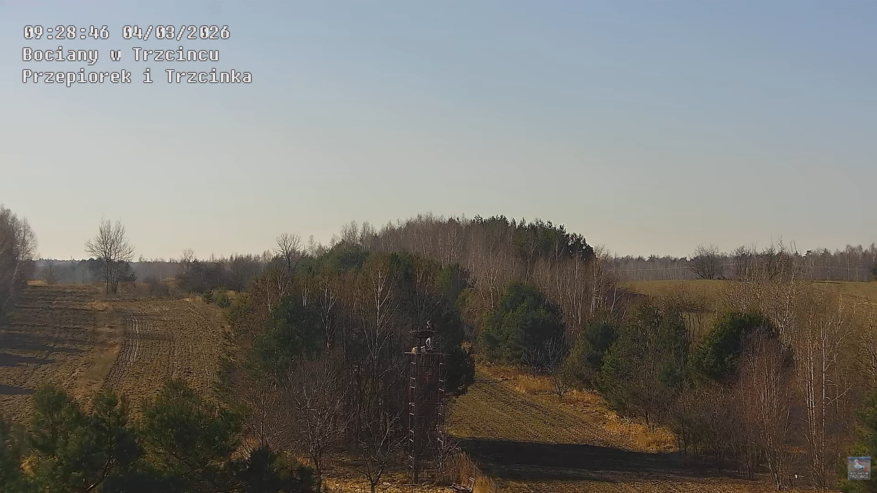 04032026 Prace przy gnieździe 1