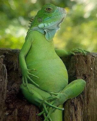 FRIDAY-Frog-Relax
