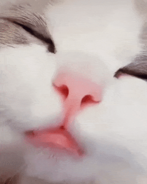 W1g66u-V.gif