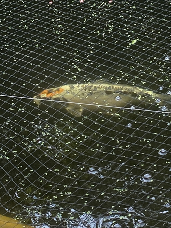 8638C5E2-A1CD-4C43-9097-DCCA1095A6F3