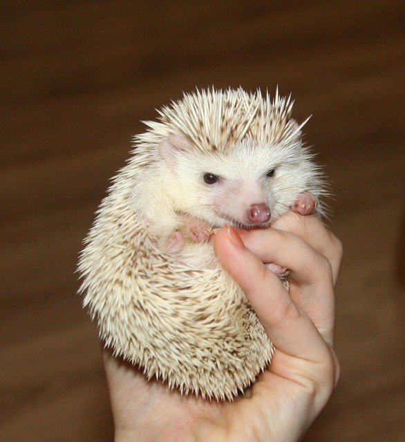 Ленар н