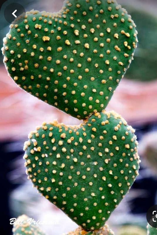 Screenshot_20240212_004041_Pinterest