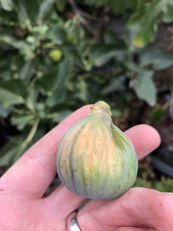 74F0F0F3-5F4B-4B7F-ABD0-27274AFA25B1