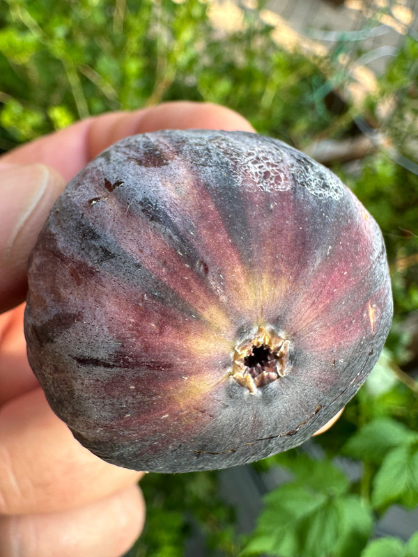 figs-107.jpg