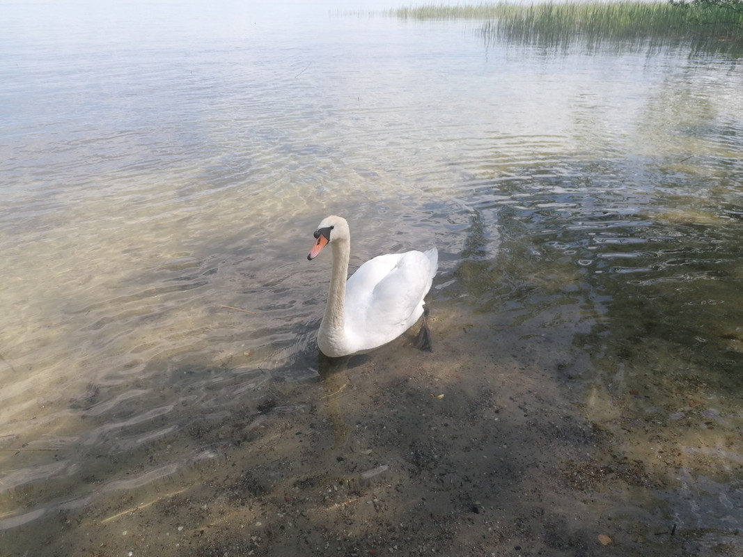 08.35 - IMG_20210603_145632 (Czesio1)