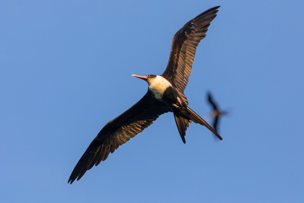 Color Pattern Magnificent Frigatebird