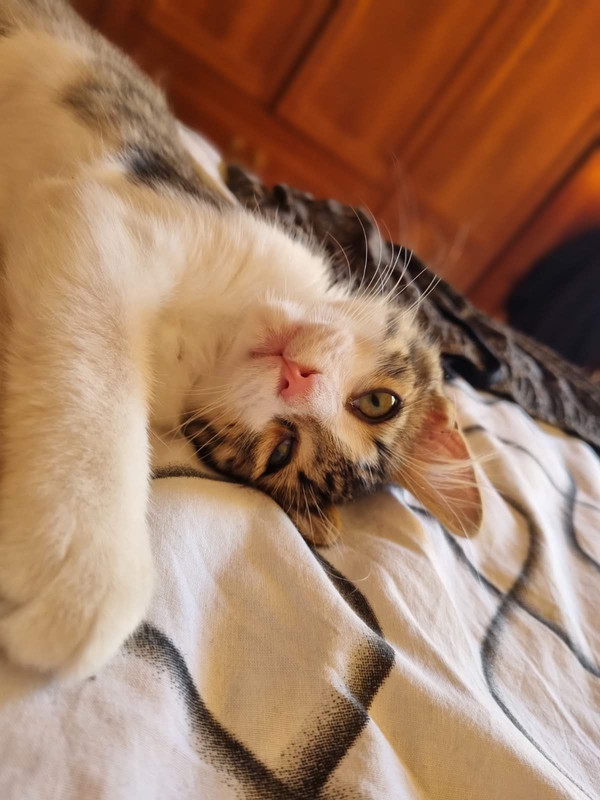 IMG-86bfe21fe11db575ffb554c3a4e3daeb-V