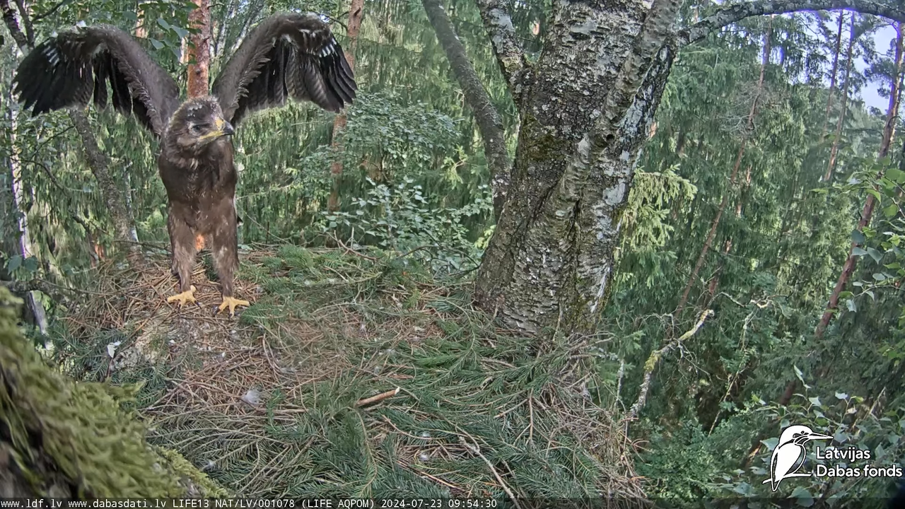 Mazais ērglis (Clanga pomarina), ligzda bērzā - LDF tiešraide 11-56-26 screenshot