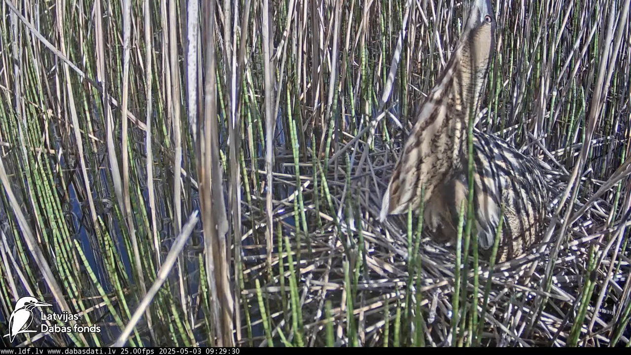 LDF Lielais dumpis (Botaurus stellaris) Zemītes pagastā 16-21-45 screenshot