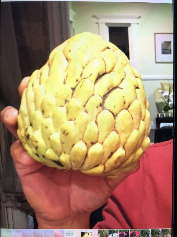 Atis#2